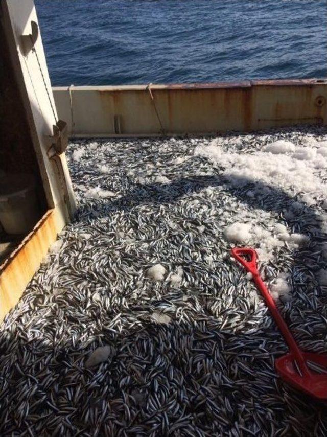 Karadeniz A&ccedil;ıklarında Avlanan Hamsi Ve Palamut Y&uuml;z G&uuml;ld&uuml;r&uuml;yor 1