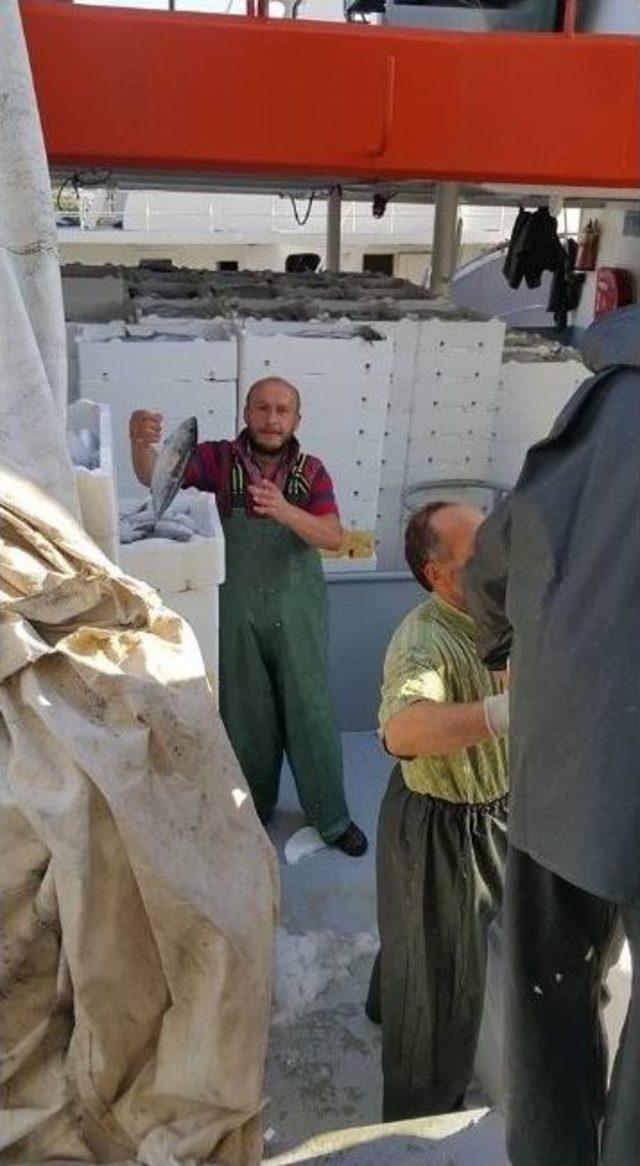 Karadeniz A&ccedil;ıklarında Avlanan Hamsi Ve Palamut Y&uuml;z G&uuml;ld&uuml;r&uuml;yor 2