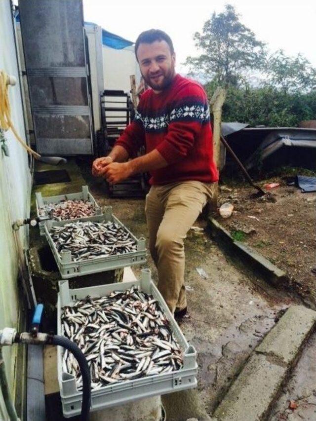 Karadeniz A&ccedil;ıklarında Avlanan Hamsi Ve Palamut Y&uuml;z G&uuml;ld&uuml;r&uuml;yor 3