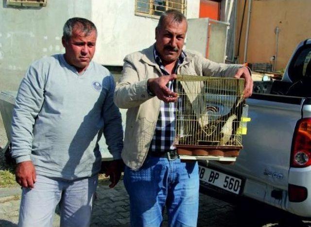 Zehirlenen Kızıl Şahin Tedavi Ediliyor