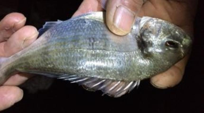 &Ccedil;upra Karadenizli Oluyor