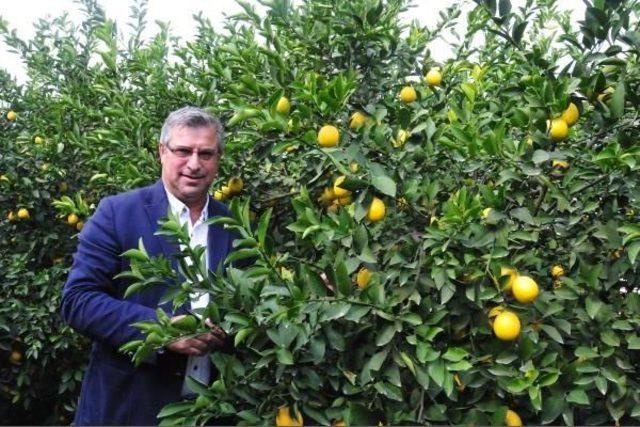 Limon Ihracatından 300 Milyon Dolar Gelir Elde Ediliyor