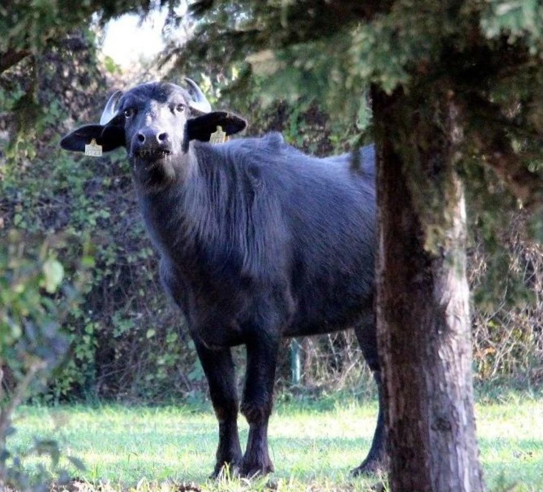 &Ccedil;iftlikten Ka&ccedil;an Manda, &Uuml;niversitesi Kamp&uuml;s&uuml;n&uuml; Mesken Tuttu