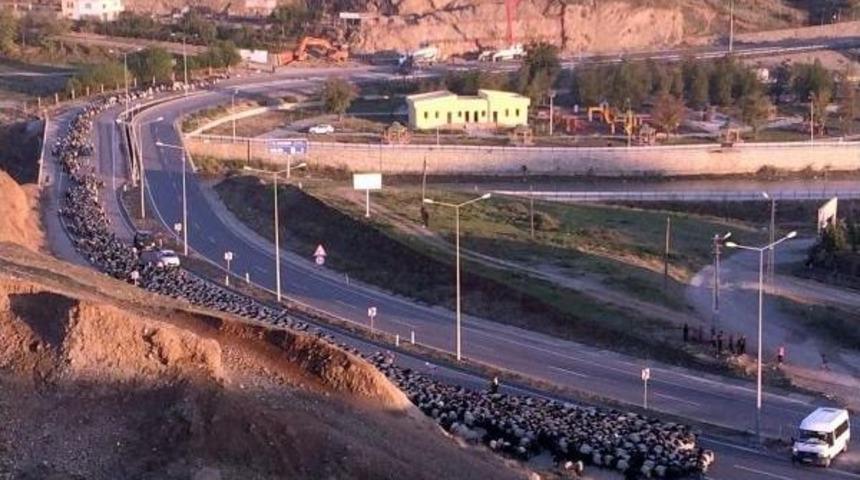 Karayoluna Inen Koyun S&uuml;r&uuml;s&uuml; Trafiği Aksattı