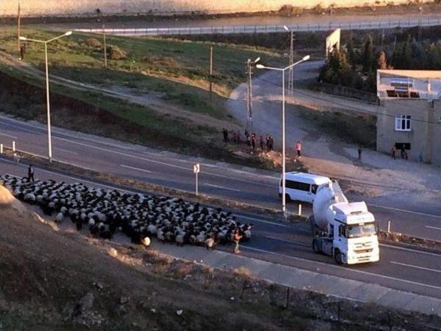 Karayoluna Inen Koyun Sürüsü Trafiği Aksattı