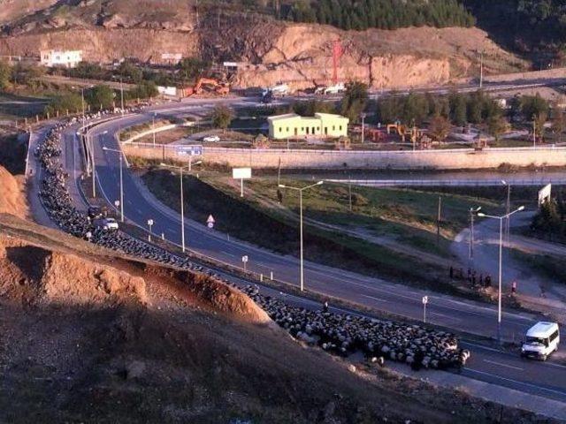 Karayoluna Inen Koyun Sürüsü Trafiği Aksattı