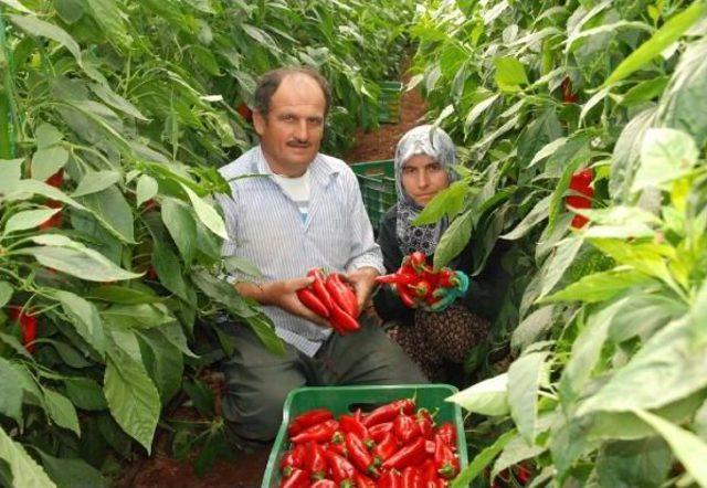 Seracılık Ve Nar Üretimi Tersine Göç Başlattı