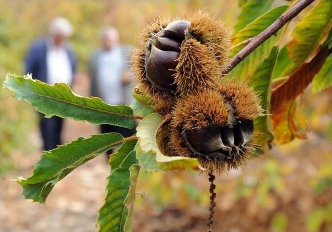 (&ouml;zel Haber) Kuraklığa &Ccedil;&ouml;z&uuml;m İ&ccedil;in Dikilen Kestane Y&uuml;zleri G&uuml;ld&uuml;rd&uuml;