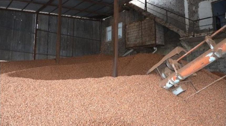 Fındık Kabuğu K&ouml;m&uuml;rle Yarışıyor