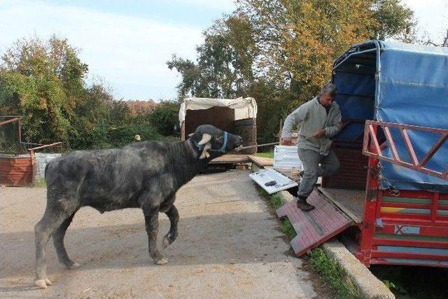 Bartın’da Çiftçilere Damızlık Boğa Teslimi Yapıldı