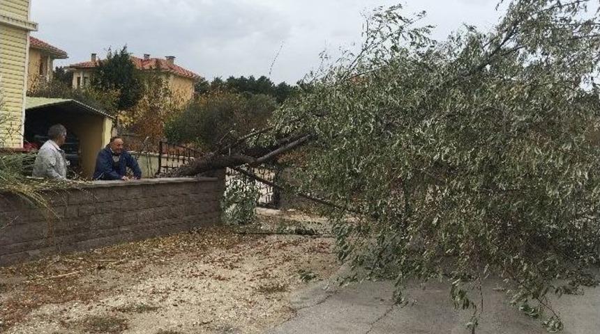 Fırtına Ağa&ccedil;ları Devirdi