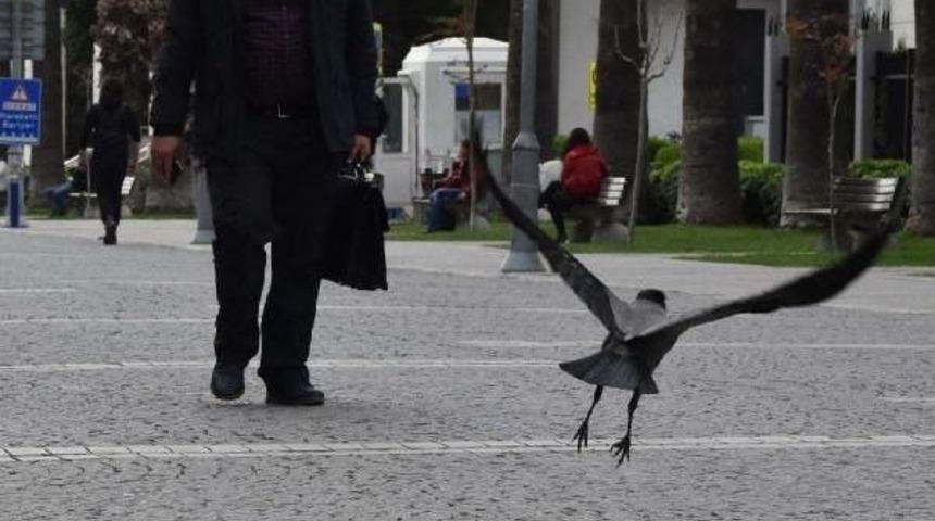 Karganın Ekmek Arası D&ouml;ner Ziyafeti