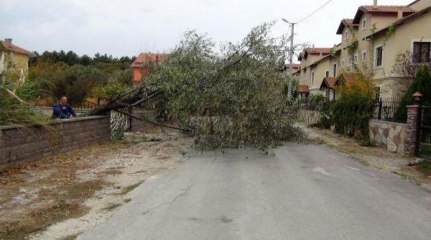 &Ccedil;anakkale'de Lodosta Ağa&ccedil;lar Devrildi