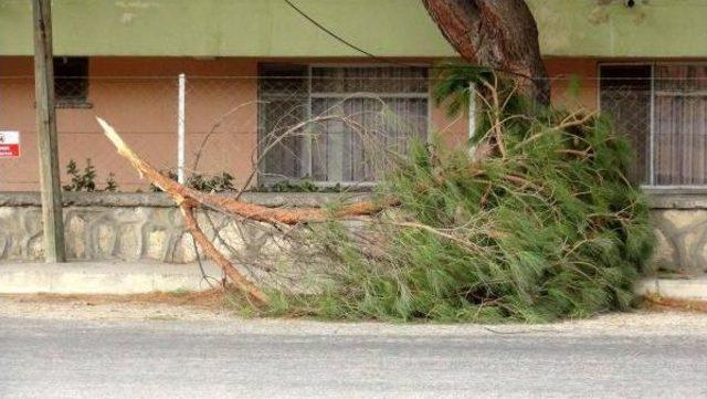 Çanakkale'de Lodosta Ağaçlar Devrildi