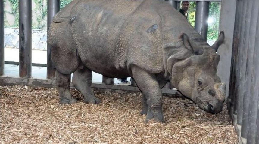 (&ouml;zel Haber) T&uuml;rkiye&rsquo;nin İlk Zırhlı Gergedanı Samir&rsquo;e Eş Geliyor