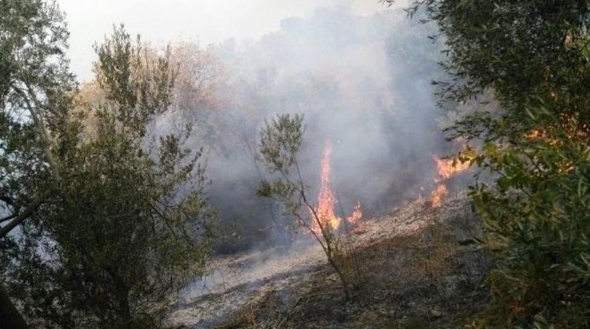 &Ccedil;anakkale&rsquo;de 3 Hektar Zeytinlik Yandı