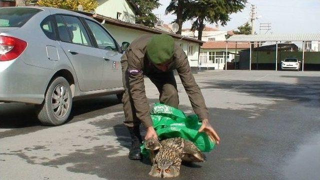 Yaralı ’puhu’ Kuşuna Vatandaşlar Sahip Çıktı