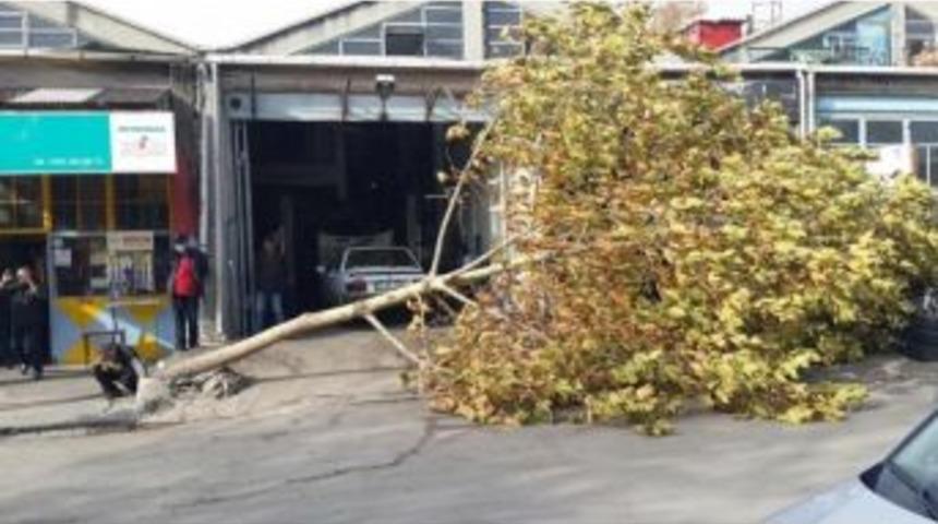 Edirne&rsquo;de Şiddetli Lodos Ağacı K&ouml;k&uuml;nden S&ouml;kt&uuml;