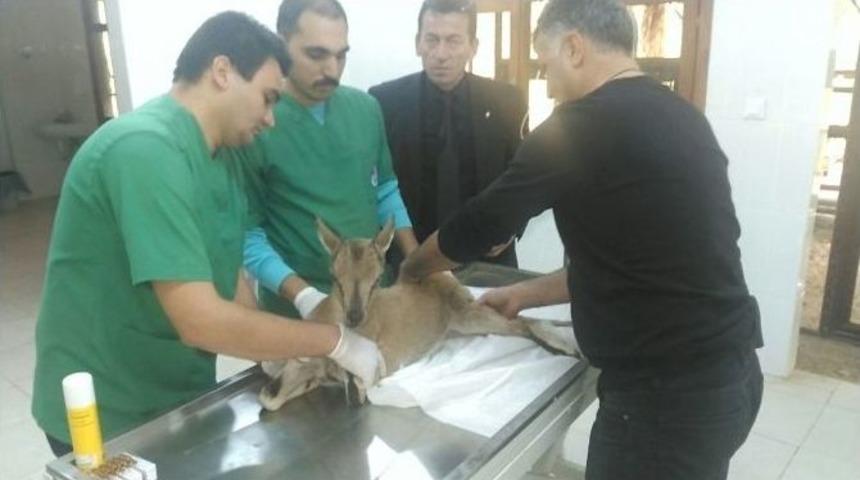 Yaralı Yavru Yaban Ke&ccedil;isi Tedavi Altına Alındı