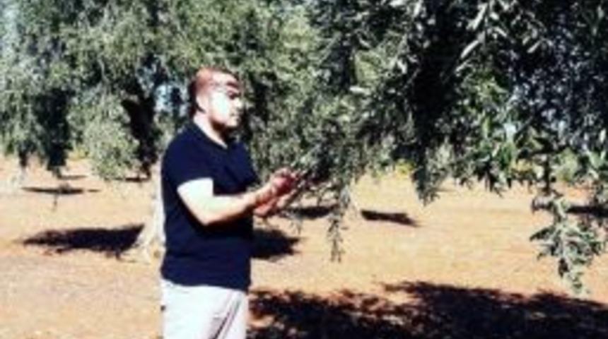 Zeytinde Erken Hasat Uyarısı