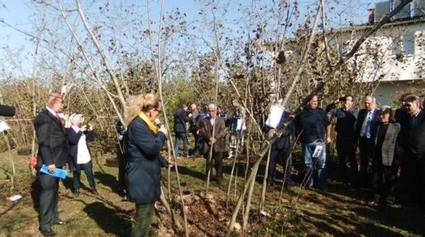 Fındık Verim Değerlerinde Acı Tablo