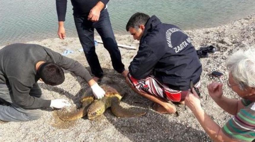 G&ouml;lette Mahsur Kalan Caretta Caretta Kurtarıldı