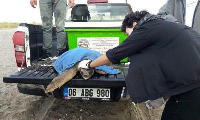 Gölette Mahsur Kalan Caretta Caretta Kurtarıldı