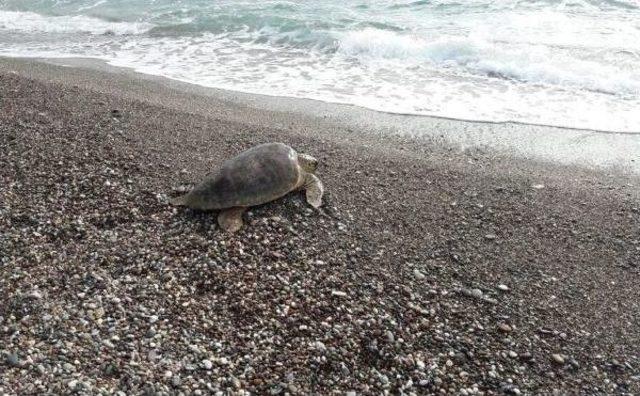 Gölette Mahsur Kalan Caretta Caretta Kurtarıldı