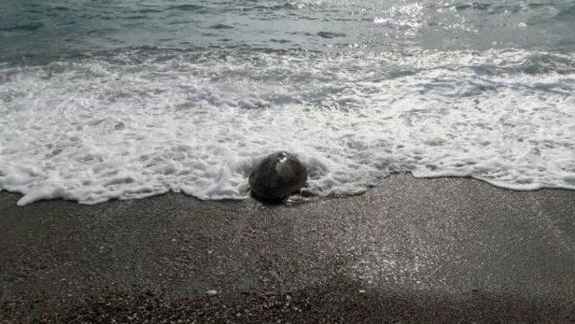 Gölette Mahsur Kalan Caretta Caretta Kurtarıldı