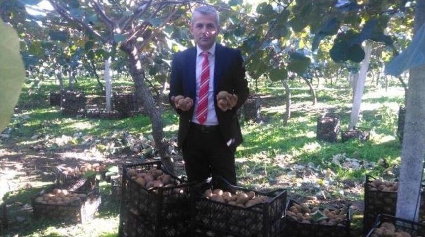 &Ccedil;arşamba&rsquo;da Kivi Y&uuml;z G&uuml;ld&uuml;r&uuml;yor
