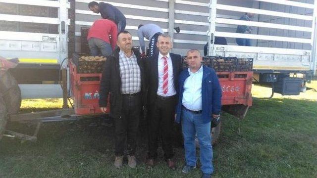 Çarşamba’da Kivi Yüz Güldürüyor 1