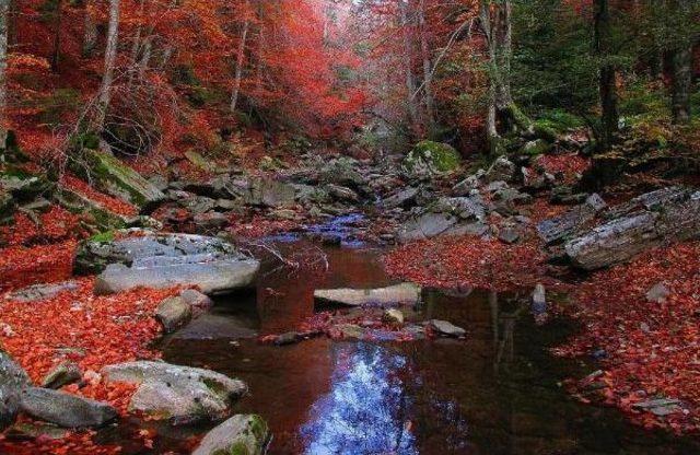 Kazdağları'nda Sonbaharda Renk Cümbüşü