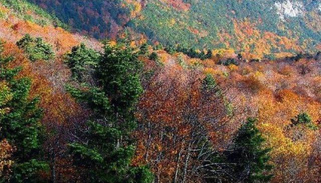 Kazdağları'nda Sonbaharda Renk Cümbüşü