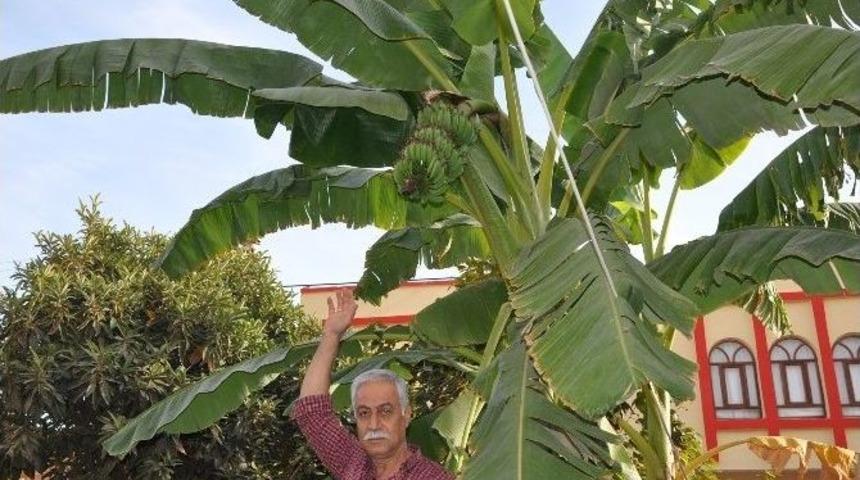 Şanlıurfa&rsquo;da Muz &Uuml;retildi