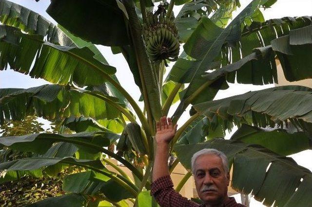 Şanlıurfa’da Muz Üretildi