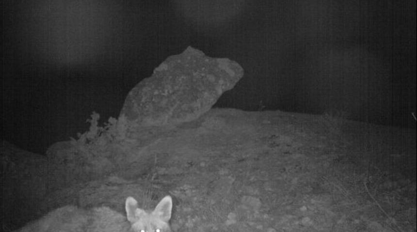 Yaban Hayatı Fotokapanla İzleniyor