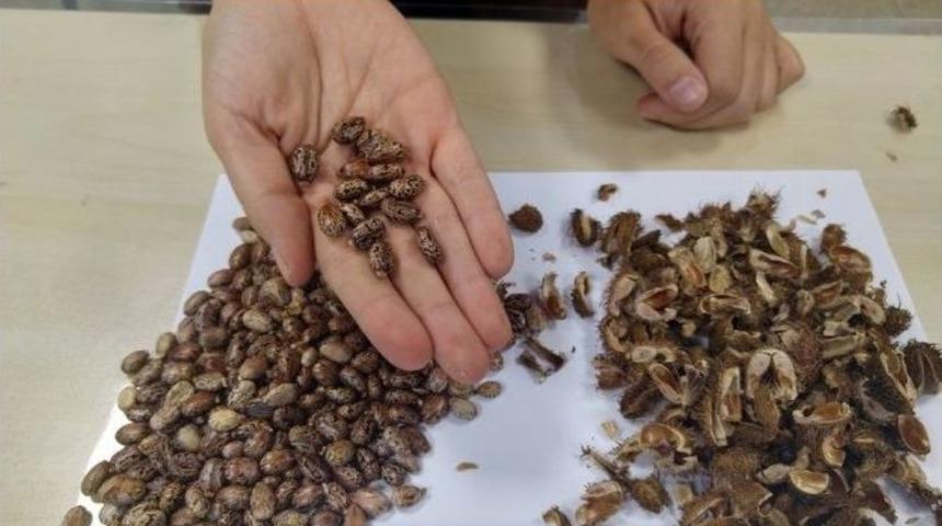 70 Yıllık Tohum Takas Edilecek