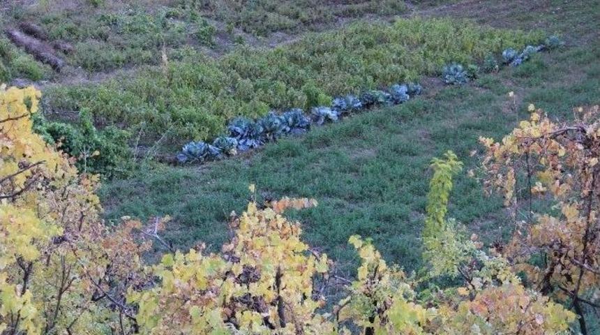 Hakkari Çimenli Köyünde Sonbahar Güzelliği