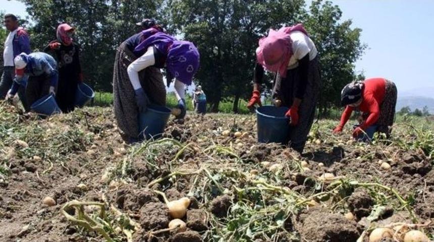 Patatesin Destek Dışı Kalması &Ccedil;ift&ccedil;iyi &Uuml;zd&uuml;