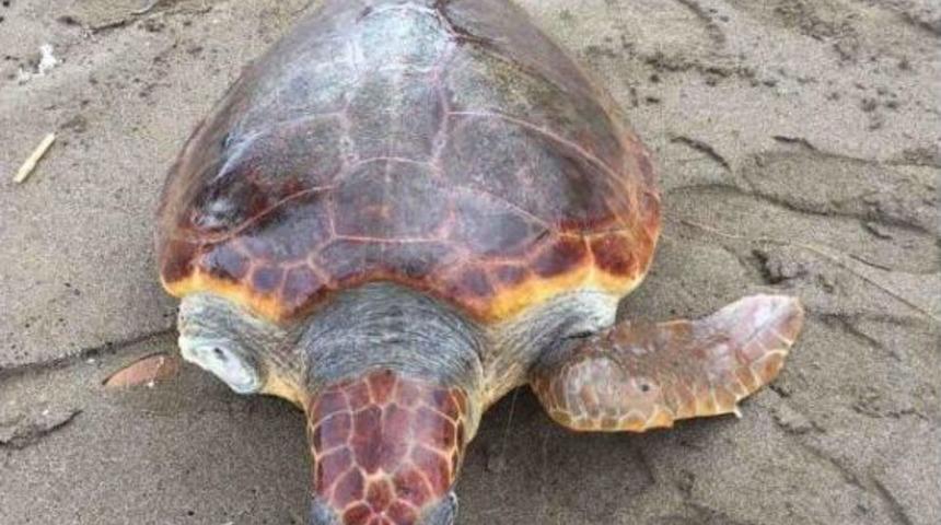 Ortaca'da &Ouml;l&uuml; Caretta Sahile Vurdu