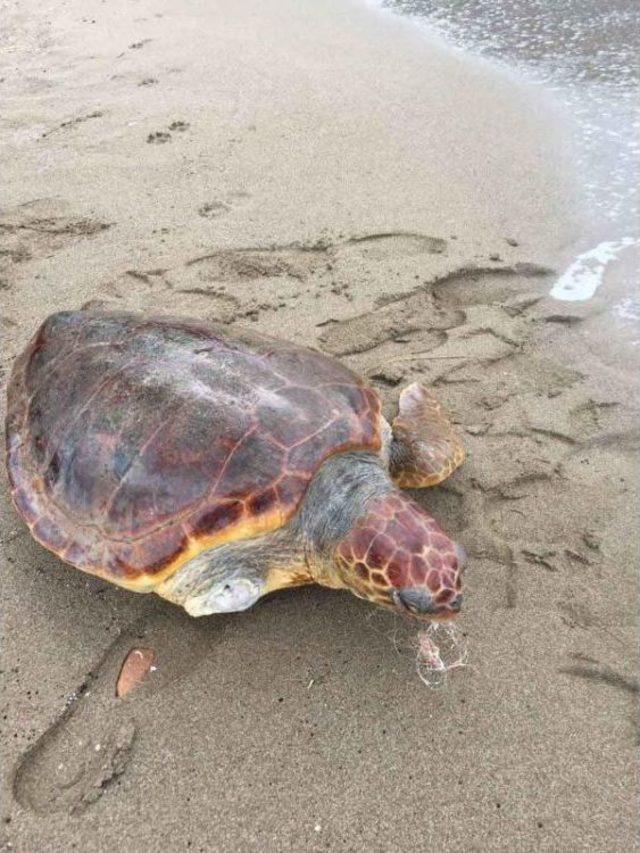 Ortaca'da Ölü Caretta Sahile Vurdu