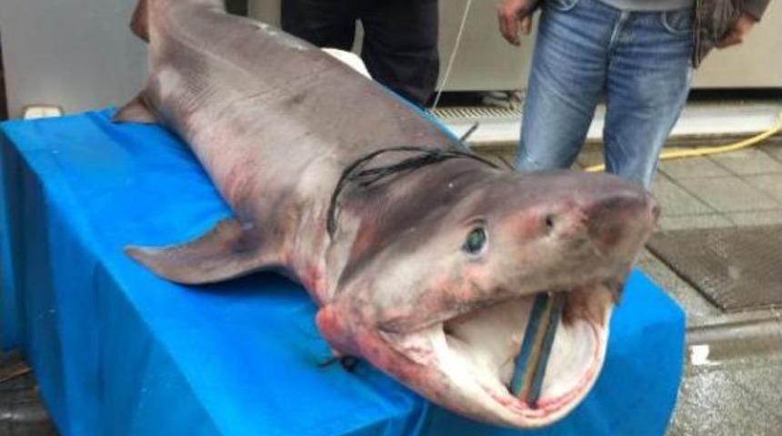 Darıca'da 3.5 Metrelik K&ouml;pek Balığı Yakalandı