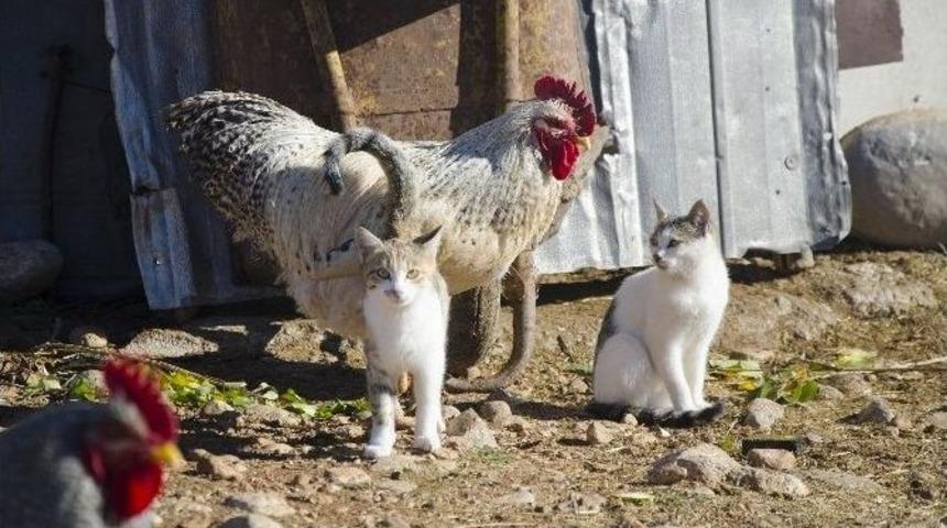 Horoz Ve Kedilerin Şaşırtan Dostluğu