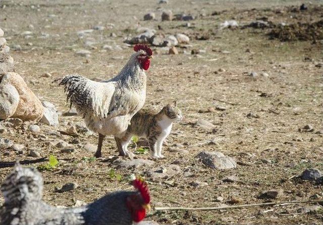 Horoz Ve Kedilerin Şaşırtan Dostluğu