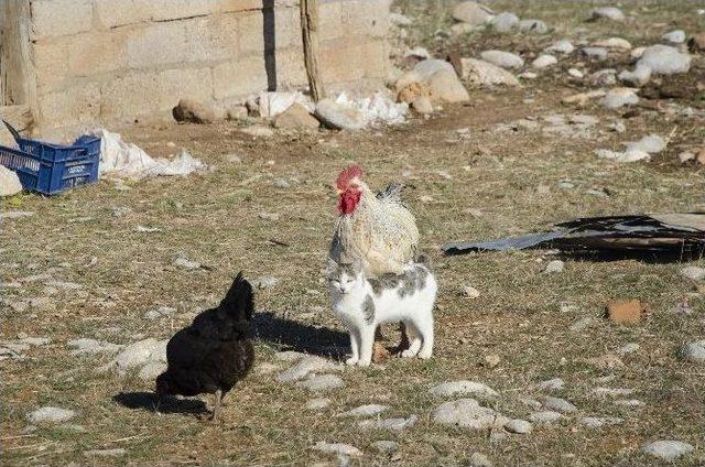 Horoz Ve Kedilerin Şaşırtan Dostluğu