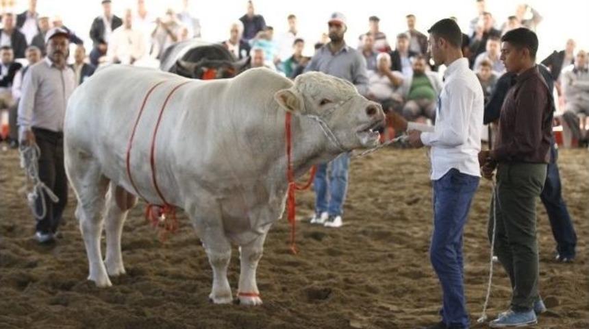 Anadolu Expo &Uuml;reticinin Sesi Oldu