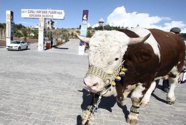 Anadolu Expo Üreticinin Sesi Oldu