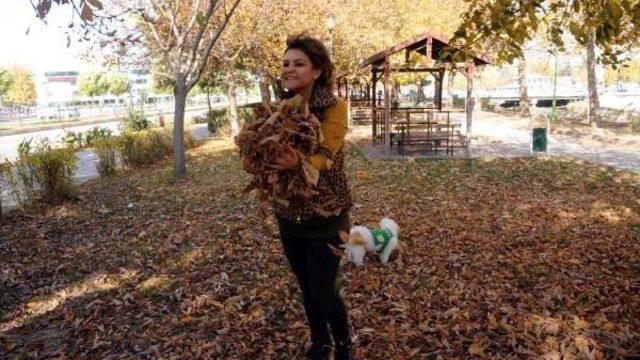 Tokat’Ta Sonbahar Yaprakları 4 Gün Süpürülmeyecek