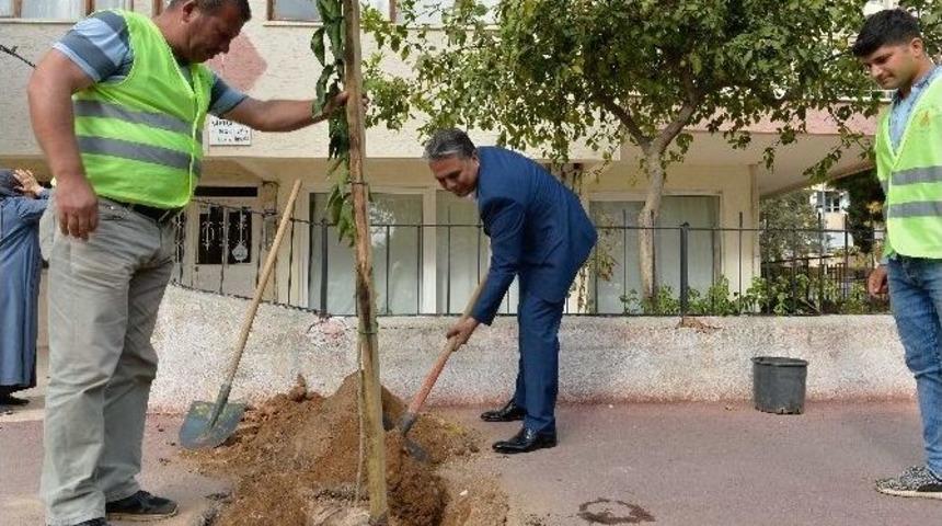 Başkan Uysal İlk Turun&ccedil; Fidanını Dikti
