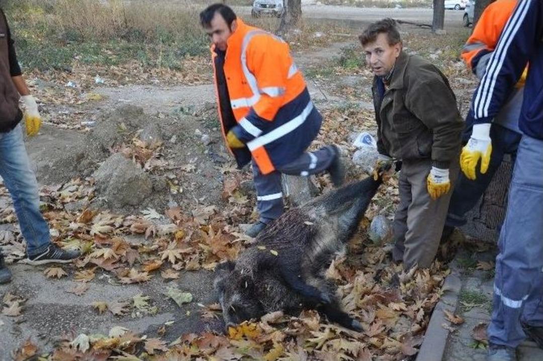 10 Kasım T&ouml;renlerinde Domuz Leşi Şoku